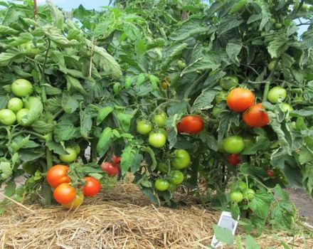 Characteristics and description of the Tamina tomato variety, its yield