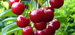 Descrizione e caratteristiche delle varietà di ciliegio Incontro, storia dell'allevamento e caratteristiche di coltivazione