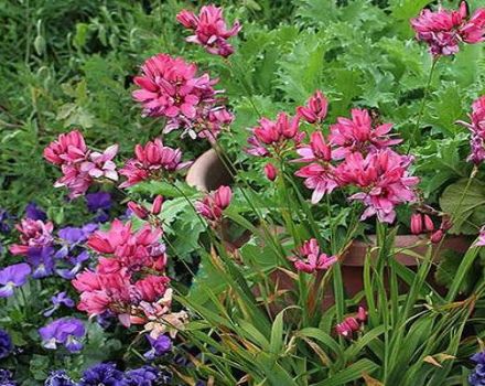 Planting and caring for Ixia in the open field, especially growing