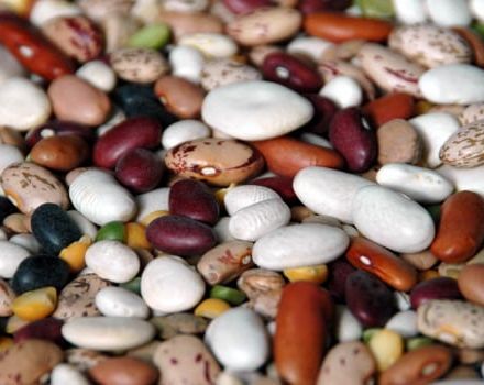 Planting, growing and caring for beans outdoors, when to harvest and how to save for the winter