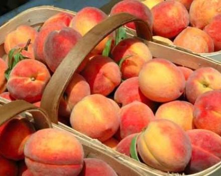 How to store peaches at home in the refrigerator, freezer and cellar