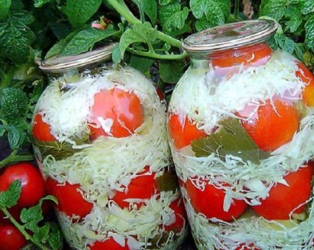 TOP 10 recepten voor tomaten in blik met kool in potten voor de winter