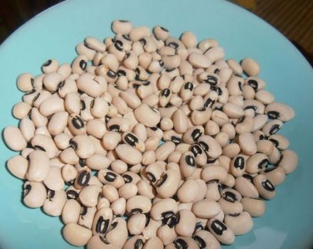 Description of the Black Eye bean variety, cultivation features and yield