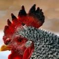 Waarom heeft een haan of kip zwarte vlekken op de kam, oorzaken van de ziekte en behandelingsmethoden