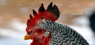 Per què un gall o pollastre té taques negres al pentinat, causes de la malaltia i mètodes de tractament