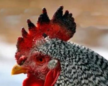 Pourquoi un coq ou un poulet a-t-il des taches noires sur le peigne, les causes de la maladie et les méthodes de traitement