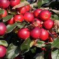 Descripció de les varietats i característiques de la varietat de poma Pionerka, les regles de cultiu a les regions