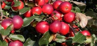 Descripción de las variedades y características de la variedad de manzana Pionerka, las reglas para el cultivo en las regiones.
