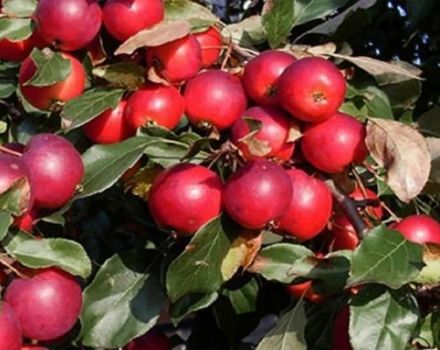 Opis odrôd a charakteristík odrody jabĺk Pionerka, pravidlá pestovania v regiónoch
