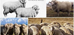 Opis i charakterystyka rasy owiec ałtajskich, zasady ich hodowli