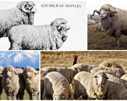 Mô tả và đặc điểm của giống cừu Altai, quy tắc chăn nuôi của chúng