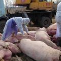 Oorzaken en symptomen van Afrikaanse varkenspest, gevaar voor mensen en hoe het wordt overgedragen