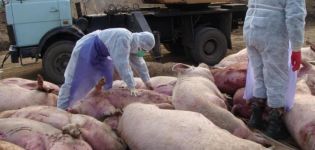 Causas y síntomas de la peste porcina africana, peligro para los seres humanos y cómo se transmite