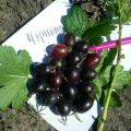 Beskrivelse og karakteristika for stikkelsbærsorten Chernomor, plantning og pleje