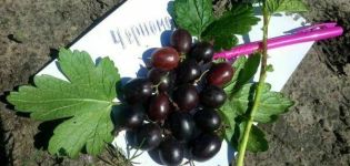 Beskrivning och egenskaper hos krusbärsorten Chernomor, plantering och skötsel