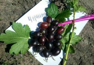 Description and characteristics of the gooseberry variety Chernomor, planting and care