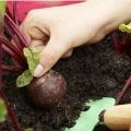 Kedy odstrániť cukrovú repu zo záhrady na uskladnenie, koľko dní rastie