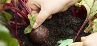 Khi nào thì nhổ củ cải khỏi vườn để cất giữ, trồng được bao nhiêu ngày