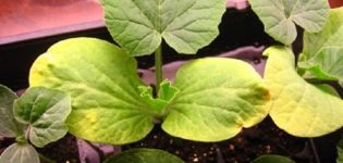 Perché le foglie di zucchine ingialliscono in piena terra: cosa fare