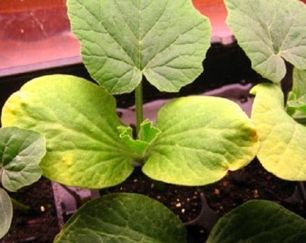 Why zucchini leaves turn yellow in open ground: what to do