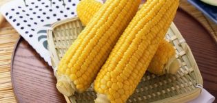 A kukorica egészségügyi előnyei és káros hatása, gyógyászati ​​tulajdonságai és ellenjavallatai