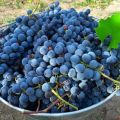 Description of the Isabella grape variety and the timing of its ripening, features of planting and care, cultivation and pruning