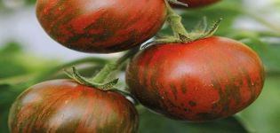 Charakteristika a opis odrody paradajok Pruhovaný let, recenzie záhradníkov
