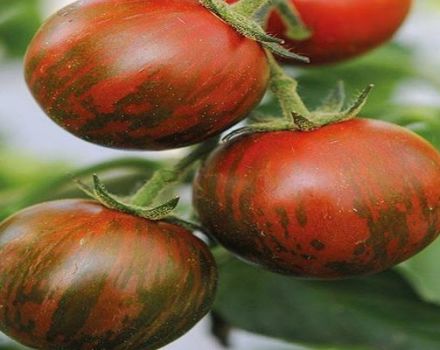 Características y descripción de la variedad de tomate Vuelo rayado, reseñas de jardineros.