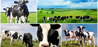 Warum Kuhfleisch nicht Kuhfleisch genannt wird, sondern Rindfleisch und die Etymologie des Wortes