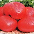Kenmerken van de tomatenvariëteit Vroege liefde, de opbrengst