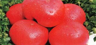 Characteristics of the tomato variety Early love, its yield