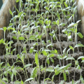How to insist fertilizing ash and feed tomato seedlings at home?