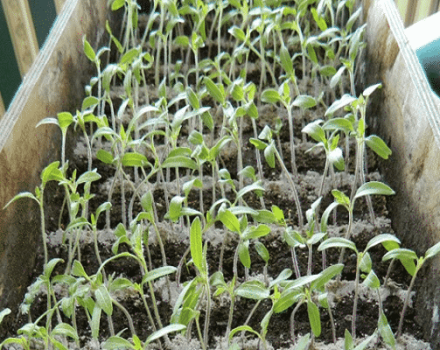 How to insist fertilization of ash and feed tomato seedlings at home?