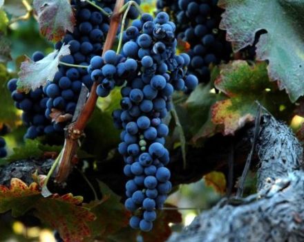 Opis a charakteristika odrody viniča Syrah, kde sa pestuje a pestuje