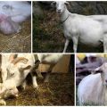 Signs of lambing goat and what to do next, postpartum care and problems
