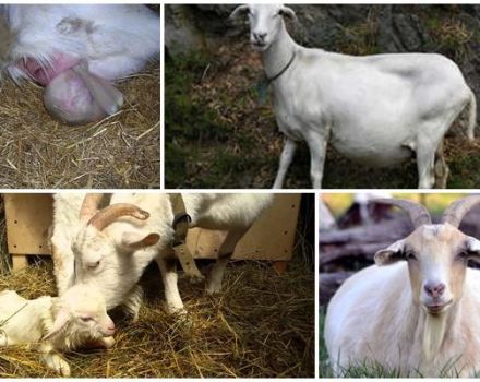 Signes d'agnelage de la chèvre et que faire ensuite, soins post-partum et problèmes