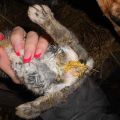 Die Hauptursachen für Durchfall bei Kaninchen und wie zu Hause zu behandeln