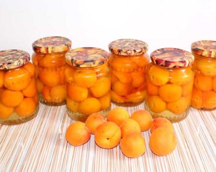 TOP 10 recepten voor het maken van abrikozen op siroop voor de winter met plakjes