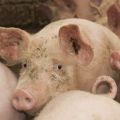 Опис и симптоми инфекције свиња цистиеркозом, методе лечења финнозе