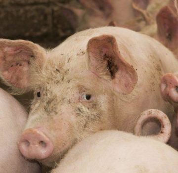 Description and symptoms of infection of pigs with cysticercosis, methods of treatment of finnosis
