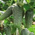 Beschrijving van de variëteit aan komkommers Zyatek en schoonmoeder en hun kenmerken