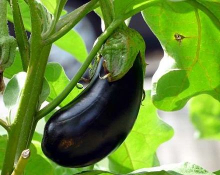 Description of the Ultra Early F1 eggplant variety, its characteristics and yield