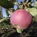 Descripción de la variedad de manzana columnar Favorit, ventajas y desventajas.