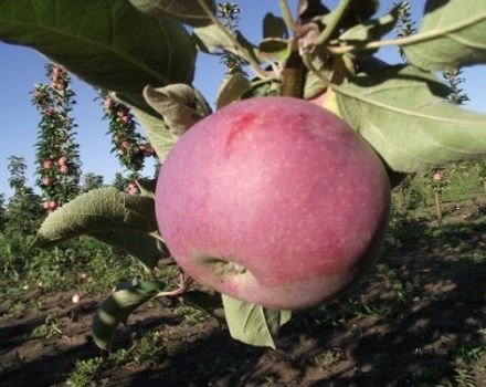 Descrizione della varietà di mele colonnari Favorit, vantaggi e svantaggi
