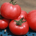 תיאור זן העגבניות VP 1 f1, המלצות לגידול וטיפול