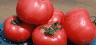 Opis odrody paradajok VP 1 f1, odporúčania pre pestovanie a starostlivosť