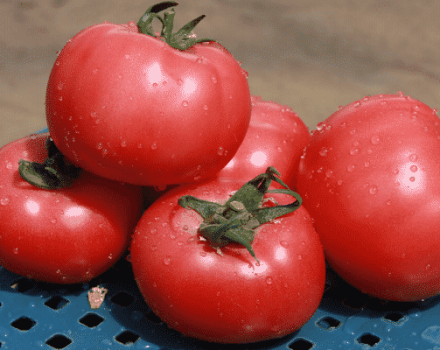 Beskrivelse af tomatsorten VP 1 f1, anbefalinger til dyrkning og pleje