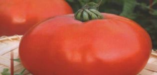 Mô tả giống cà chua Túi xách và đặc điểm của nó