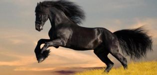 تاريخ المظهر وما هو الفرق بين خيول موستانج ، هل من الممكن ترويض الحصان