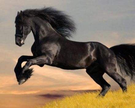 Istoria apariției și care este diferența dintre caii mustang, este posibil să îmblânzi un cal